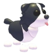 Border Collie Adopt Me value
