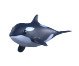 Orca Adopt Me value